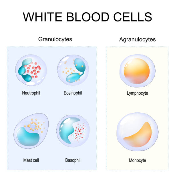 Types of leukocytes. Granulocytes and Agranulocytes. White blood cells. Granulocytes and Agranulocytes. White blood cells. Two types of leukocytes. Close-up of Cells of Immune system Lymphocyte, Monocyte, Neutrophil, Eosinophil, Basophil and Mast cell. Vector illustration phagocytosis diagram stock illustrations