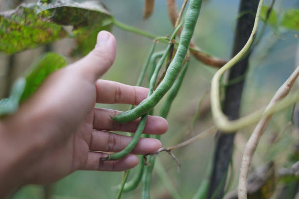 Close-up POV shot of Unrecognizable Farmer Examining Green Beans Plant Growth.His hand holding and touching the green beans at the plantation.