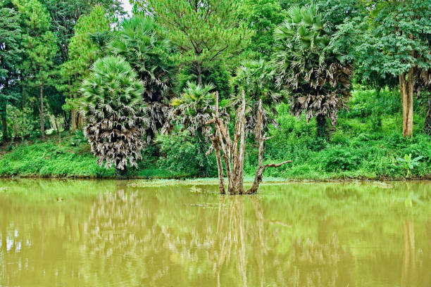 istock Wild Serenity: Banlung, Cambodia’s Natural Paradise 2160043398
