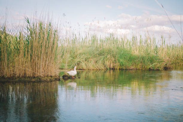 istock Landscape with River and Ducks in Akyaka, Turkey 2160043540