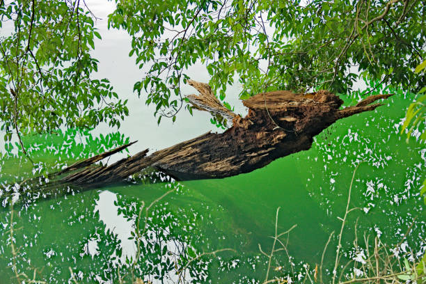 istock Hidden Emerald: Yeak Laom Volcanic Lake in Banlung 2160043592