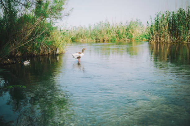 Landscape with River and Ducks in Akyaka, Turkey