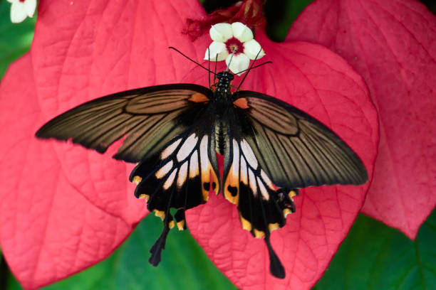 cambodia, butterfly, 06/30/2024. It is a painting of pure natural beauty, capturing the ephemerality and perfection of the symbiosis between flora and fauna.