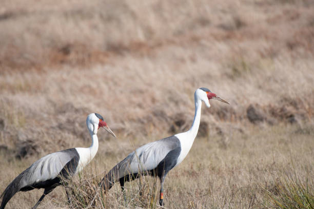 istock Pair of Wattled Cranes 2160044382
