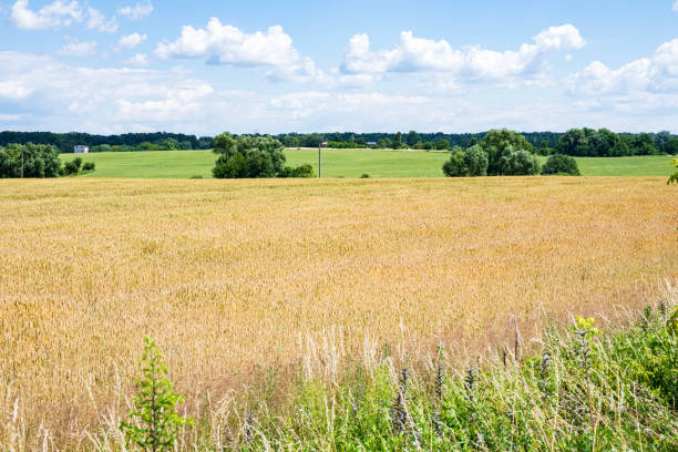 Golden ripe wheat field with blue sky and green trees