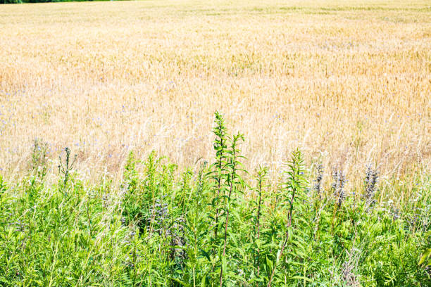Farmland. Golden wheat field on sunny day