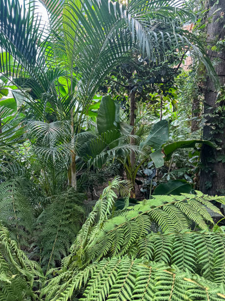 istock landscape with exotic evergreen plants in botanical garden 2160045426