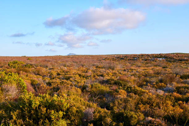 The wilderness of Cape Point National Park, Western Cape, South Africa