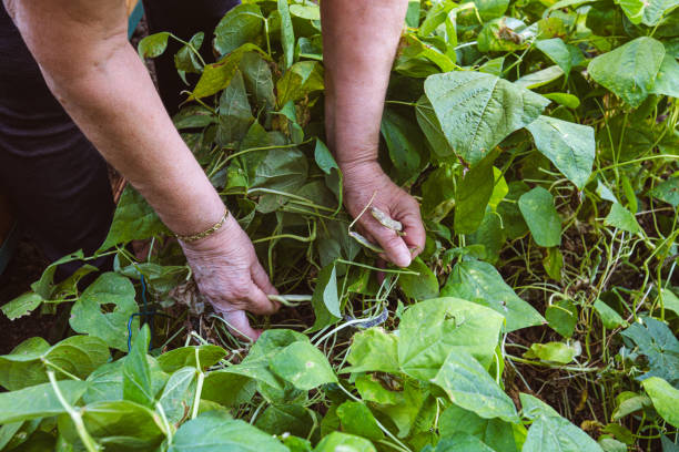 istock You may have to pay attention while harvesting field pea 2160047272