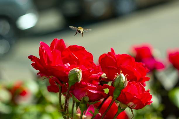a bee pollinates a blooming red rose in the garden in spring
