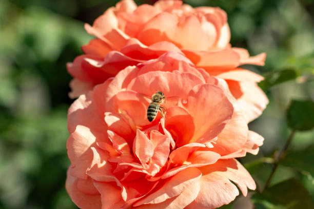 a bee pollinates a blooming pink rose in the garden in spring