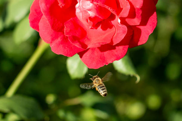 a bee pollinates a blooming red rose in the garden in spring