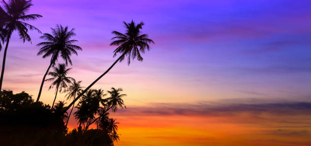 istock Banner Summer with colorful theme as palm trees background as texture frame background 2160048438