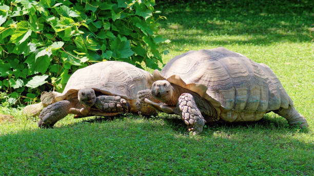 istock The largest African turtles on a green meadow. 2160048535