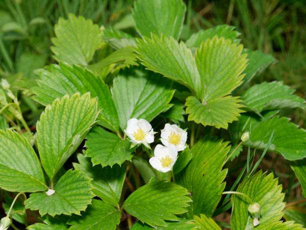 istock Strawberry plant and flowers 2160050239