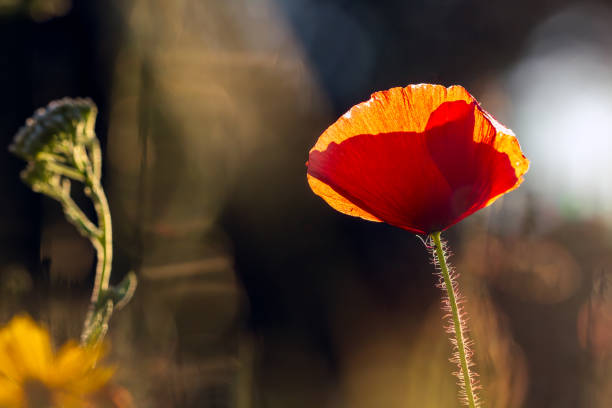 horizontal image of a blooming bright red poppy against a blue sky. mobile web banner, summer mood, summer blooming meadow at sunset