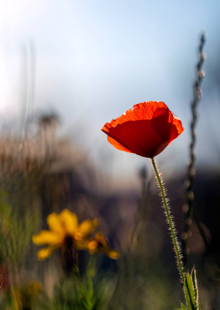 vertical image of a blooming bright red poppy against a blue sky. mobile web banner, summer mood, summer blooming meadow