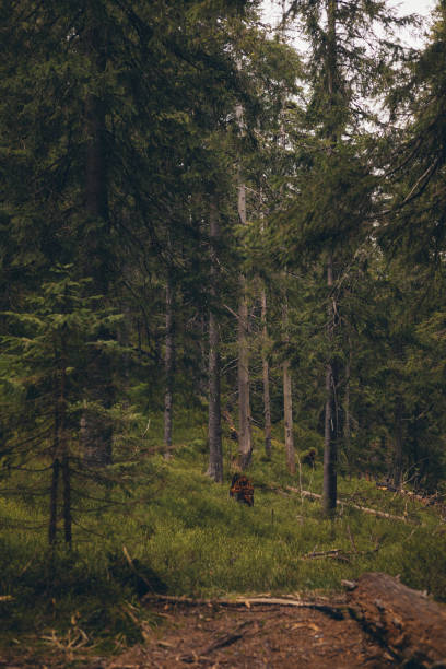 istock A beautiful wild forest in the Carpathian Mountains in Ukraine 2160052074