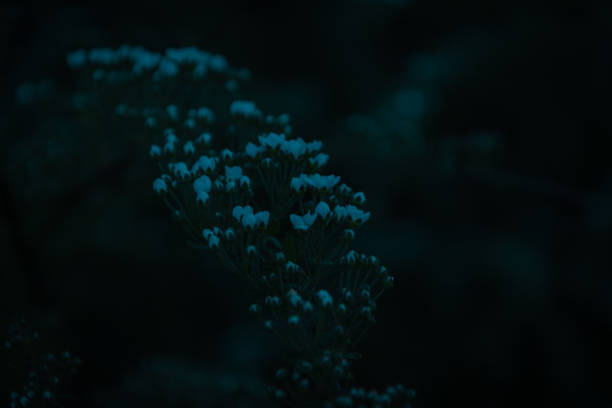 White flowers in the dark