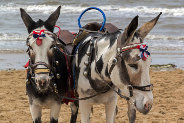 Donkeys Blackpool Beach Close up view of donkeys on Blackpool beach, UK beach donkey stock pictures, royalty-free photos & images