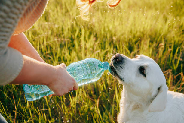istock Capturing Joy People and their dog having fun while hydrating with water bottles 2160056182