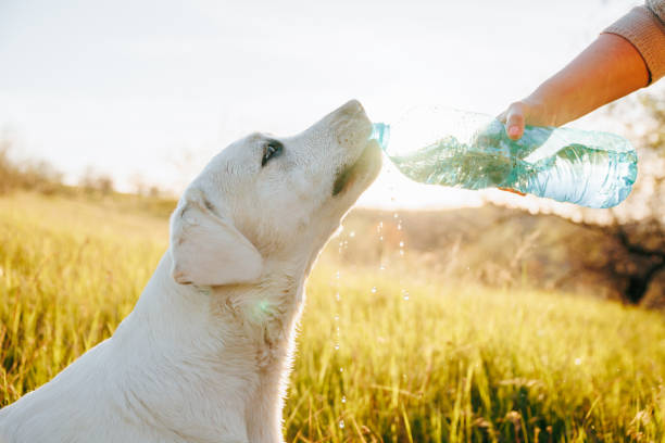 istock Canine Hydration A playful labrador drinking water from a bottle held by hands 2160056194