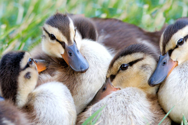 istock Mallard ducklings huddled together. 2160056804