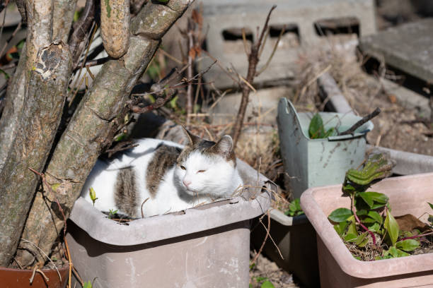 Cat relaxing on a flower pot