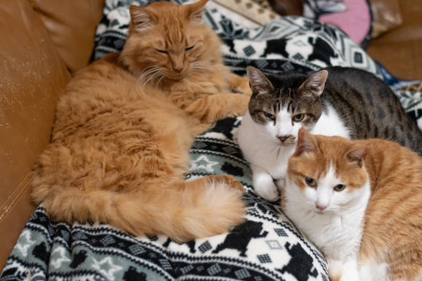 istock Cute cats relaxing together 2160057143