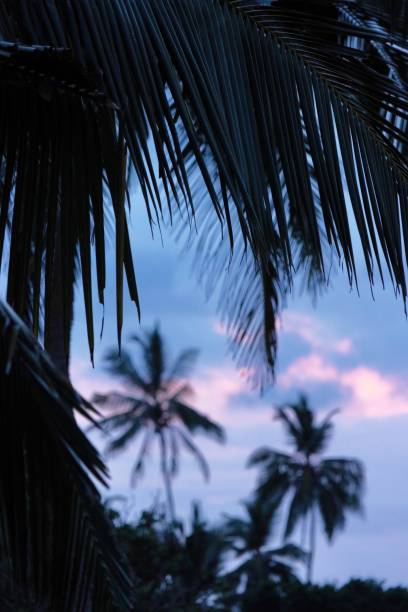 istock Evening tropical dusky background with palm branch and dark blue sunset sky 2160059163