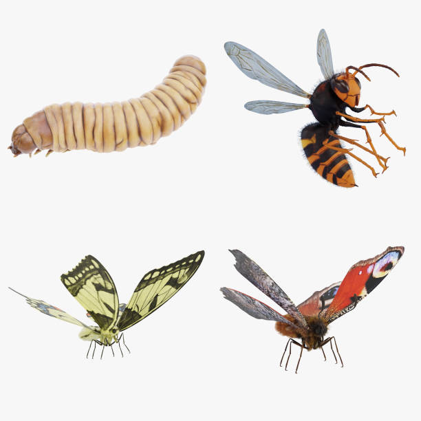 istock Realistic 3D Render of Insect Set 2160059799