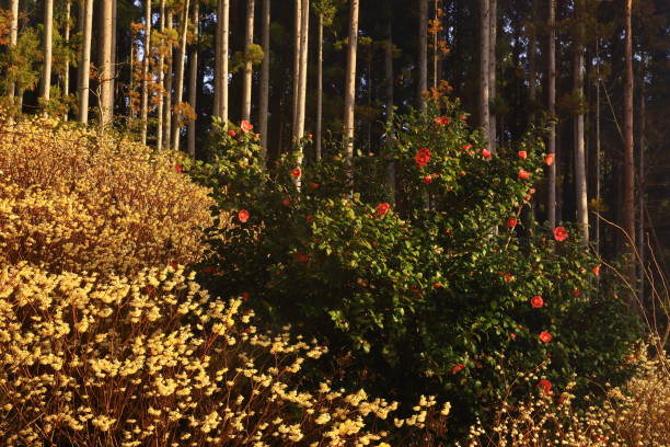 Mitsumata blooming in the forest