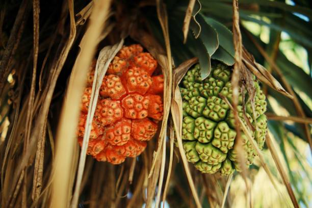 A tropical Pandan fruit or Pandanus, also know as Hala fruit.