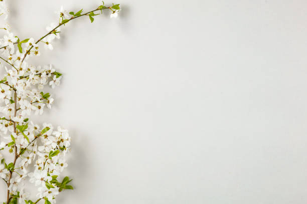 istock Blooming white fruit tree flowers on a white  flat background. Copy space for text and products. Montage display. 2160061109