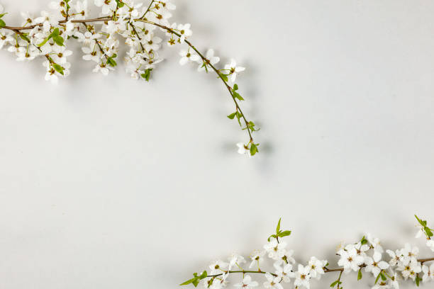 istock Blooming white fruit tree flowers on a white  flat background. Copy space for text and products. Montage display. 2160061131