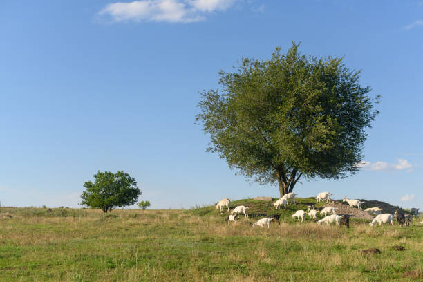goats graze in the meadow