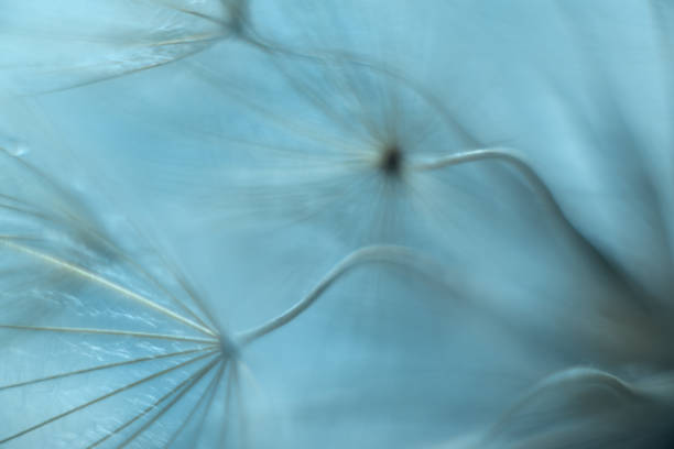 istock Abstract blurred nature background dandelion seeds parachute. 2160062367