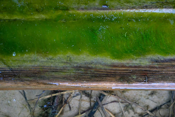 Moss growth
