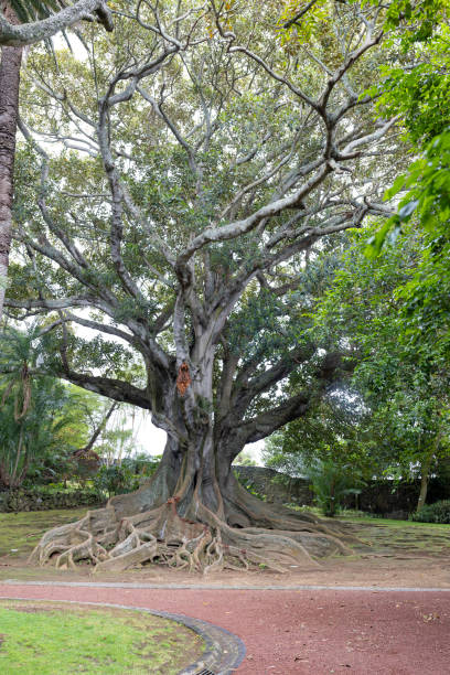 istock A large tree with a thick trunk and many roots 2160063758