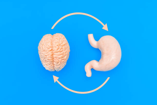 istock Brain and Stomach with Curved Arrows on Blue Background 2160064625