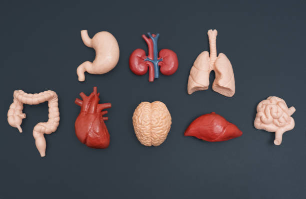 istock Human Organs Anatomical Models Collection Isolated on Black 2160064668