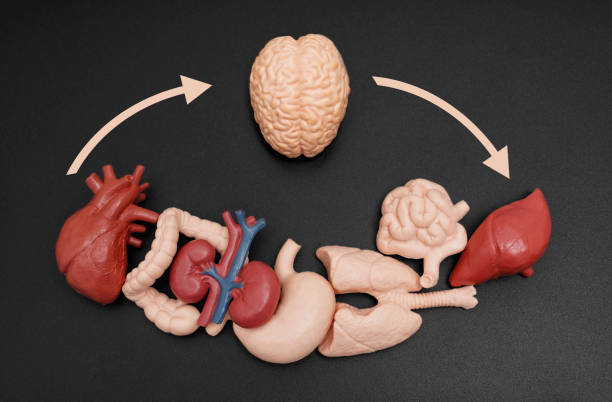 istock Brain and Organs with Curved Arrows Showing Communication in Human Body 2160064681