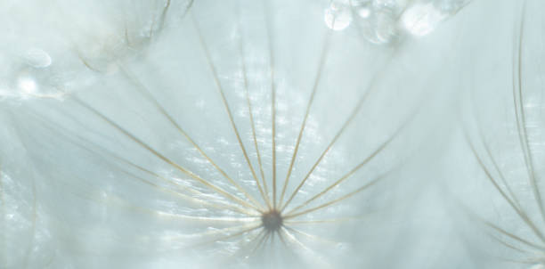 istock Abstract blurred nature background dandelion seeds parachute. 2160064820
