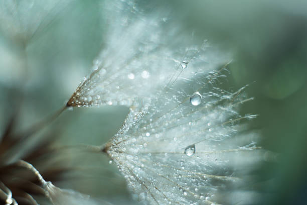 istock Beautiful dew drops on a dandelion seed macro, soft focus 2160064850