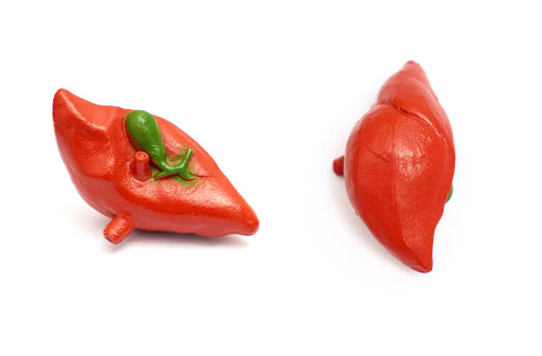 istock Liver Anatomical Model Pair on White Background 2160064865