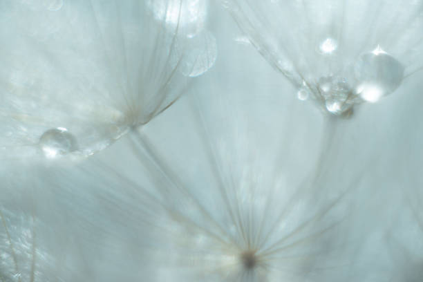 blurred nature background dandelion seeds parachute. Abstract nature bokeh background