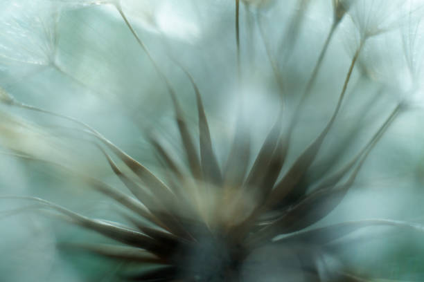 istock Beautiful shiny dew water drop on dandelion seed in nature macro. Soft selective focus, sparkling bokeh, blue green background. 2160064891