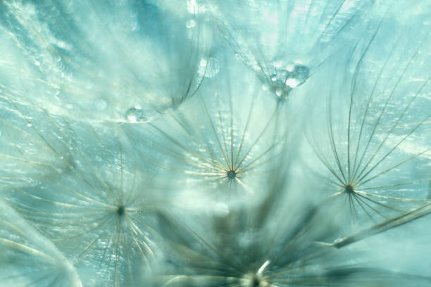 istock Abstract blurred nature background dandelion seeds parachute. 2160064927
