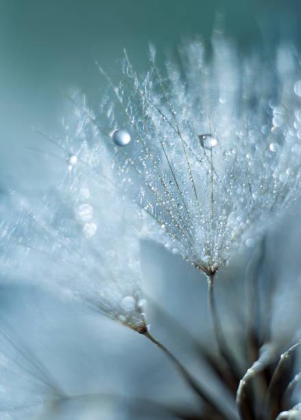 Beautiful shiny dew water drop on dandelion seed in nature macro. Soft selective focus, sparkling bokeh. Dark blue green background.
