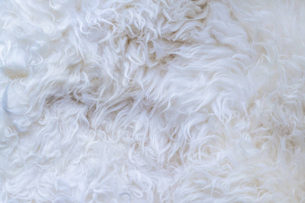 istock White fur texture background. Close-up of sheep wool texture. 2160066305